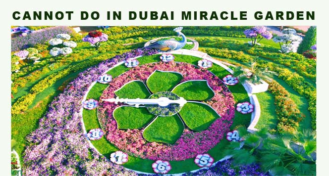 Cannot Do in Dubai Miracle Garden